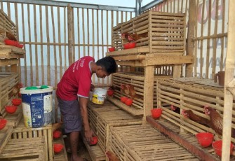 Program Budidaya Ayam Petelur Warga Binaan Permasyarakatan Lapas Serang, Minggu (3/12)