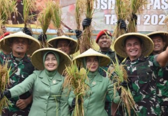 Pusdiklatpassus Kopassus menggelar Panen Raya Padi lnpari 42 dilahan tadah hujan seluas 32 hektare, di Batujajar, Bandung, Jawa Barat, Senin (27/2/2023). Foto : Istimewa.