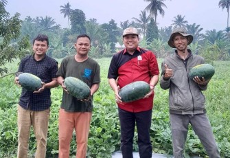Kadin Batu Bara saat Panen Perdana Semangka Binaan