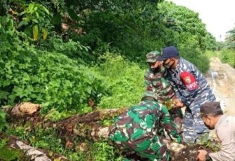 Sigap, TNI-Polri Bersihkan Pohon Tumbang di Jalan Desa Kaana Kecamatan Enggano