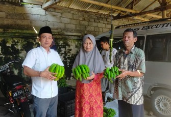 Warga Desa Sumber Jambe Ramai-ramai Panen Pisang Cavendish 