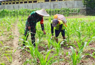 Babinsa Koramil 1710-02/Timika saat Dampingi Petani di Wilayah Binaan