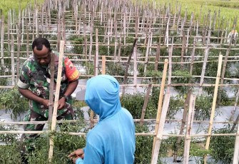  Babinsa Koramil 11/Geger Komsos Dengan Petani Cabe