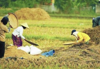 Ilustrasi petani saat sortir gabah usai panen