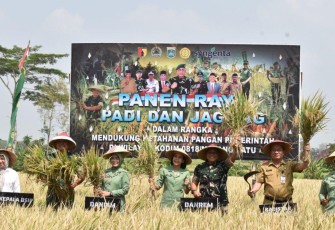 Dandim 0818 Bersama Danrem 083/BDJ Pimpin Panen Raya Padi dan Jagung di Turen