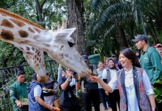Wakil Menteri Pariwisata (Wamenpar) Ni Luh Puspa bersama jajaran Kementerian Pariwisata (Kemenpar) meninjau Taman Margasatwa Ragunan Jakarta