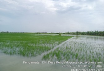 Banjir menggenangi areal persawahan