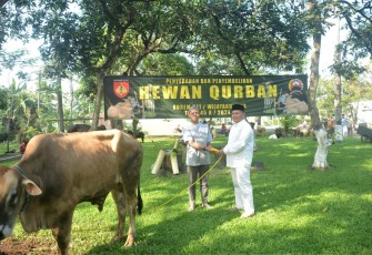 Penyerahan hewan kurban 