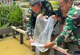 Dansatgas Yonif 509 Kostrad Letkol Inf Dian D Setyadi tebarkan benih ikan, Senin (1/4)