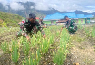 Tanam sayur mayur di sekitar pos kodim persiapan