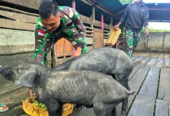 Ternak babi di pos Koper, Sugapa Kab. Intan Jaya, Rabu (17/4)