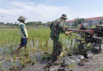 Pendampingan ketahanan pangan di wilayah desa binaan 