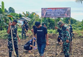 Tanam jagung dukung ketahan pangan warga desa Pammesakang 
