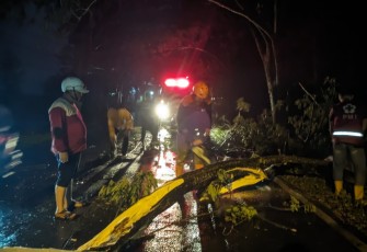 Pohon di Jalan Provinsi Rawan Roboh