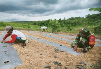 Babinsa Koramil 08/Muara Kaman Kodim 0906/Kutai Kartanegara (Kkr), Sertu Muklison melibatkan diri secara aktif dalam memberikan dorongan semangat kepada para petani cabe yang berada di desa Rantau Hempang kecamatan Muara Kaman kabupaten Kutai Kartanegara (Kukar), Kamis (25/01/2024)