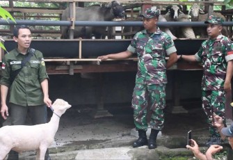 Korem 081/DSJ Siap Tingkatkan Kesejahteraan Masyarakat Melalui Budidaya Domba
