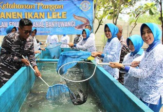 Danlanal Banyuwangi saat Panen Budidaya Ikan Lele di Pantai Cemara Lanal Banyuwangi Jl. Raya Situbondo No. 54 Ketapang Banyuwangi. (07/02/2024).