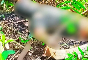 Seorang pria Ditemukan Tewas Membusuk di Kebun Sawit