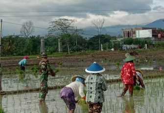 Babinsa Gondosuli Wujudkan Kemanunggalan dengan Petani