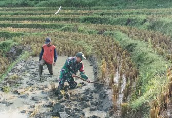 Babinsa Kodim Ponorogo Turut Mencangkul di Sawah