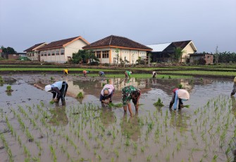 pendampingan dan membantu petani yang sedang menanam padi, Selasa (01/07/2025).