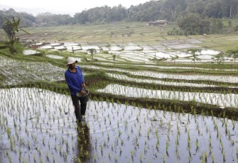 Petani mengolah lahan persawahan 