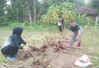 Letda CKE Isdayun saat panen singkong di kebun