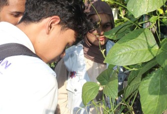 Budidaya tanaman menggunakan pupuk kulit pisang