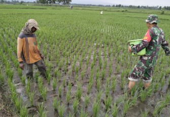 Babinsa Desa Muneng Dampingi Pemupukan Padi