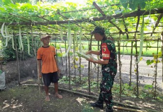 Bantu merawat tanaman petani desa binaan 