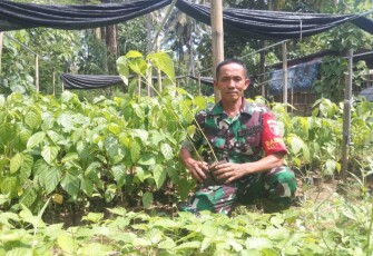 Sertu Tarsipan Pelestari Lingkungan Babinsa Koramil 11 Panggul 