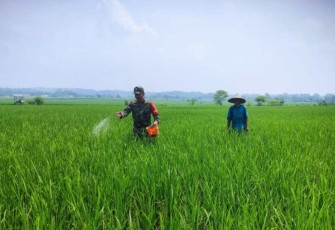Pemupukan padi di wilayah desa binaan 