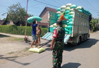 Anggota Koramil 0803-05/Wungu Dampingi Serapan Gabah 10 Ton oleh Bulog