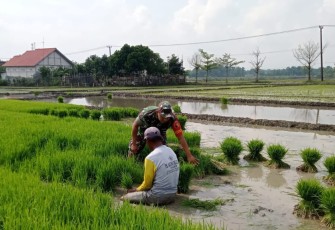 Bantu petani wilayah desa binaan 