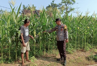 Polsek Belitang III Aktif Melakukan Monitoring dan Pendampingan ke Pada Para Petani