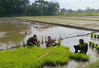 Bantu petani wilayah desa binaan 