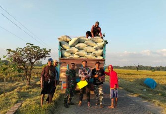 Pendampingan serapan gabah petani di wilayah desa binaan 