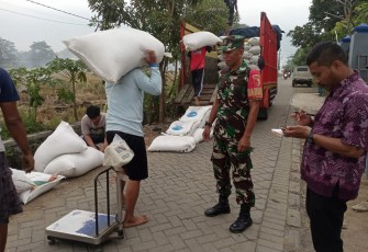 Babinsa Trenggalek Dampingi Penyerapan 16 Ton Gabah