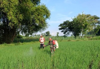 Penyemprotan pestisida d lahan pertanian warga binaan 