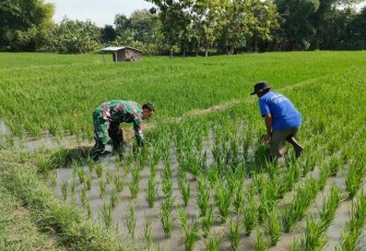Penyiangan gulma persawahan wilayah desa binaan 
