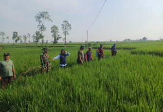 Babinsa Desa Buduran Dampingi Penyemprotan Insektisida