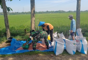 Pemupukan tanaman padi di wilayah desa binaan 