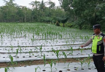 Personel Polsek Belitang III Cek Lahan Ketahanan Pangan
