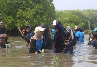 Penanaman Mangrove yang dilakukan oleh mahasiswa UPER bersama dengan Pertamina Foundation