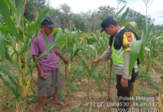 Polsek Belitang III Dukung Program Ketahanan Pangan Melalui Kontrol Tanaman Jagung  