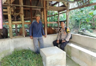 Bhabinkamtibmas Polsek Belitang III Cek Peternakan Sapi Milik Warga Binaan