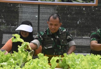 Dandim 1710/Mimika Bersama Ketua Persit KCK Cab. XXXV Melaksanakan Panen Slada Di Kebun Hidroponik Mimosa