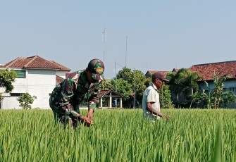 Penyiangan gulma persawahan wilayah desa binaan 