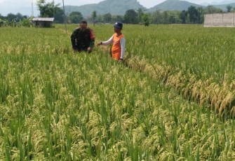 Babinsa Kodim Ponorogo Dampingi Petani Rawat Tanaman Padi
