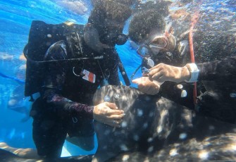 KKP saat Pasang Tagging Dua Hiu Paus Gorontalo 